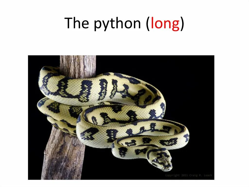 Snakes are longer. Питон доклад для 1 класса. Факты о питоне. Интересные факты о петоне. Доклад про питона.