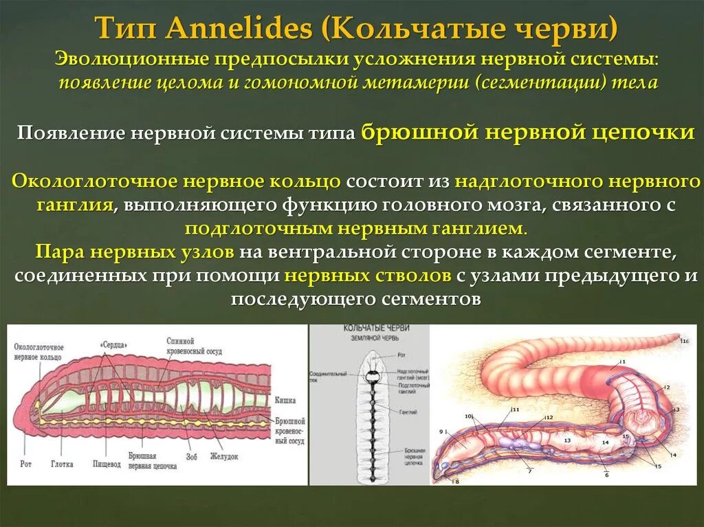 Усложнение организации кольчатых червей. Метамерия кольчатых червей. Тип нервной системы у кольчатых червей. Эволюция кольчатых червей. Сегменты тела червя кольчатого.