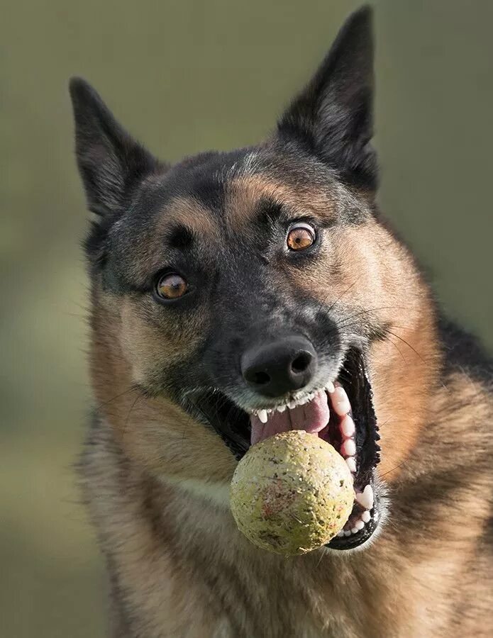 Забавный немецкий. Смешная овчарка. Забавный немецкий. Забавный немецкий. Довольная овчарка.