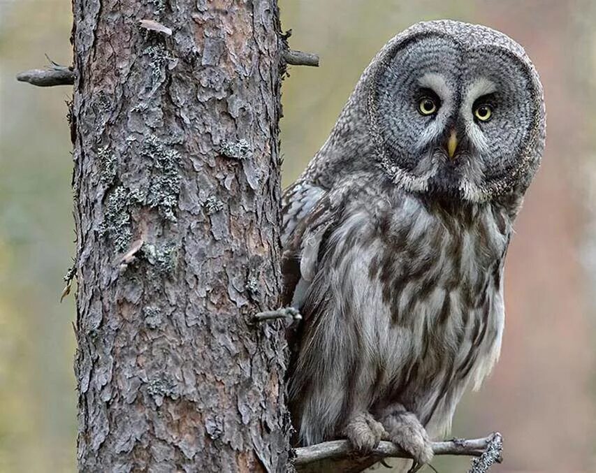 виды филинов. виды филинов. сова породы филин. виды филинов. сова породы неясыть.