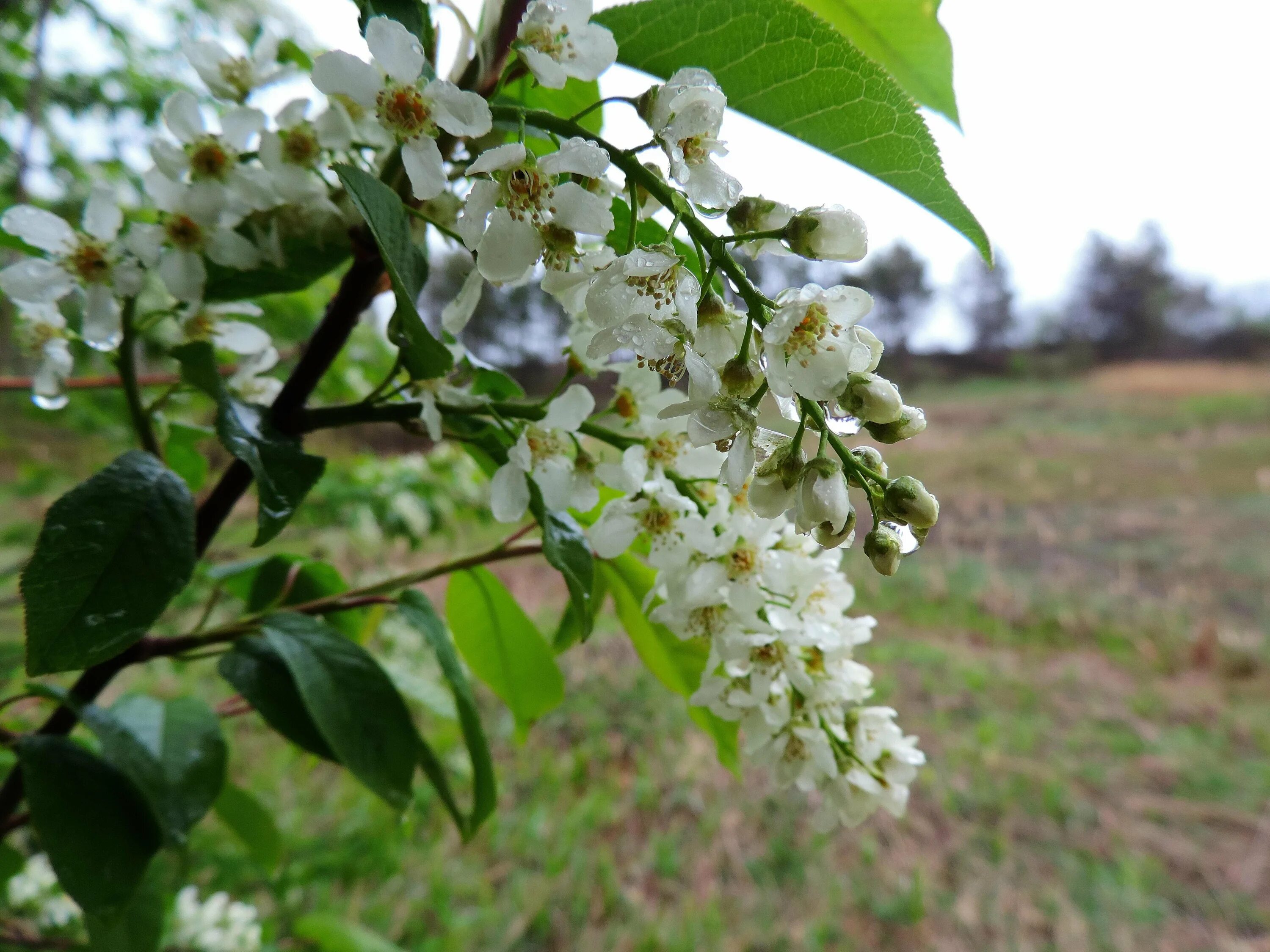 Цветение черёмухи 2022. Черёмуха обыкновенная дерево. Черемуха дерево. Цветущая черемуха дерево. Белая черемуха дерево.
