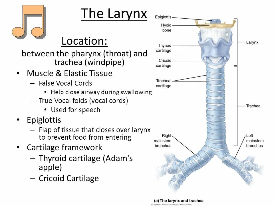 Larynx трахея. Дыхательная система трахея анатомия человека. Особенности строения трахеи. Длина трахеи