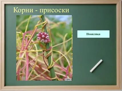Редукция листьев