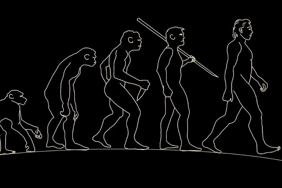 Эволюция человека вариант 1. Human evolution эволюция человека. человек эволюция и антропология. от обезьяны до человека. эволюция из обезьяны в человека.