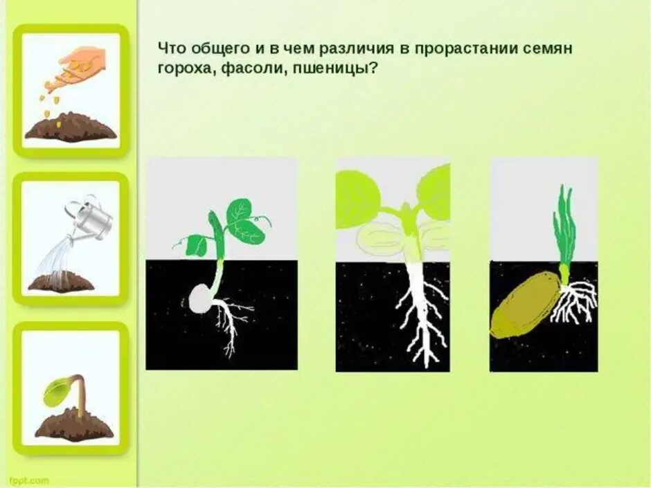 Рост движение и развитие растений. Схема прорастания семян 6 класс биология. Прорастание семян 6 класс биология вегетативное размножение. Схема прорастания гороха. Схема роста растения.