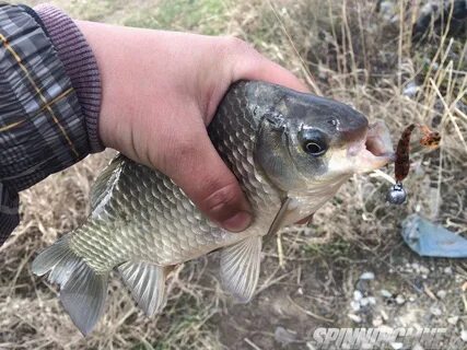 Карась ловля приманки