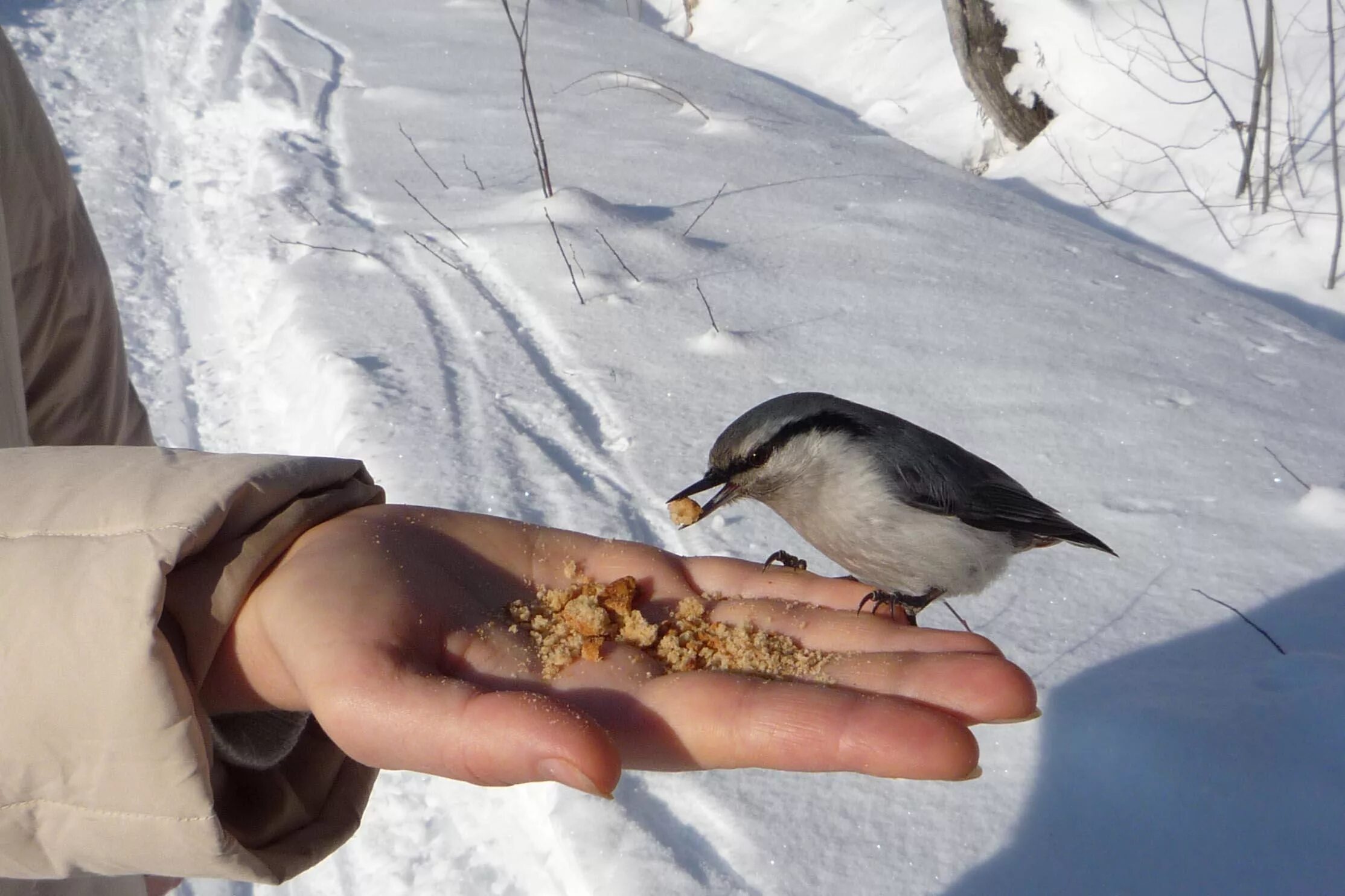 где взять птиц. синица поползень. птичье мясо геншин импакт. где взять птиц. геншин мясо птицы фарм.