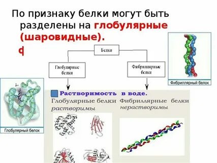 Фибриллярные белки ферментативная функция