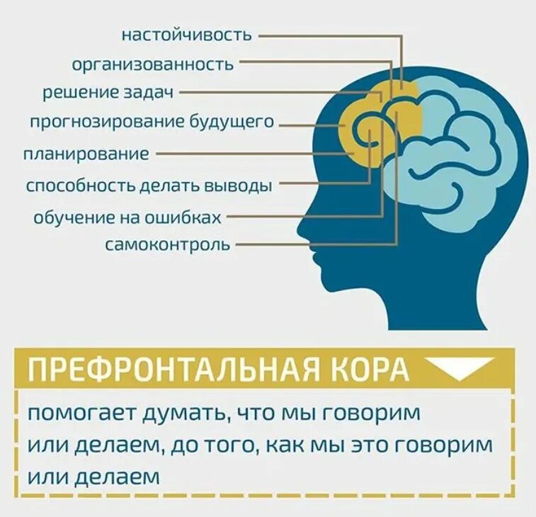 Лобные префронтальные отделы мозга. Функции префронтальной коры головного мозга.