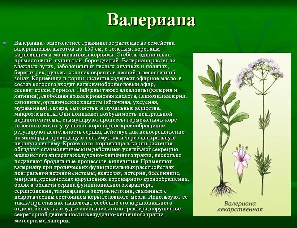 Валериана лекарственная лекарственные растения. Valeriana officinalis семейство. Валериана семейство растений. Растения описание растения.