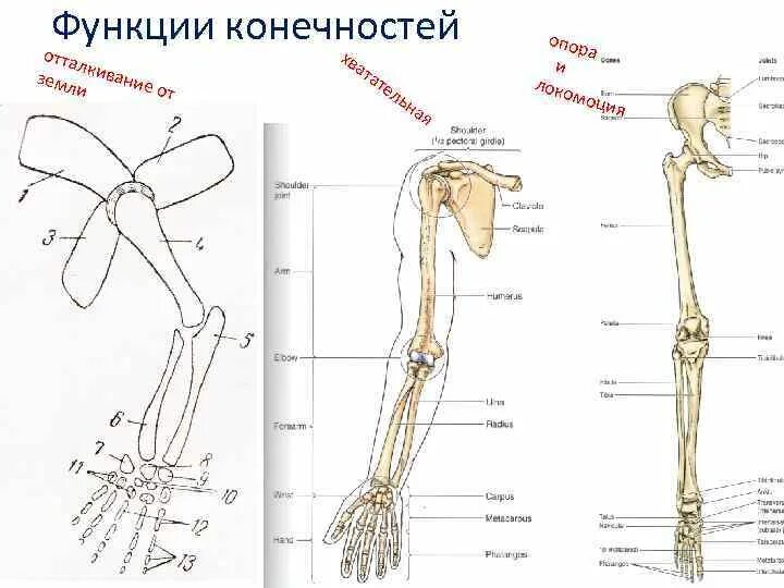 Функции костей конечностей. Кости и соединения верхней конечности. Функции конечностей. Особенности строения верхних конечностей. Исследование костей верхних конечностей кратко.