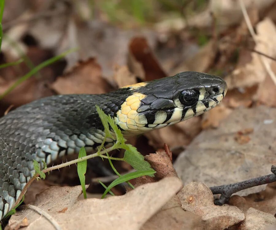 Grass snake