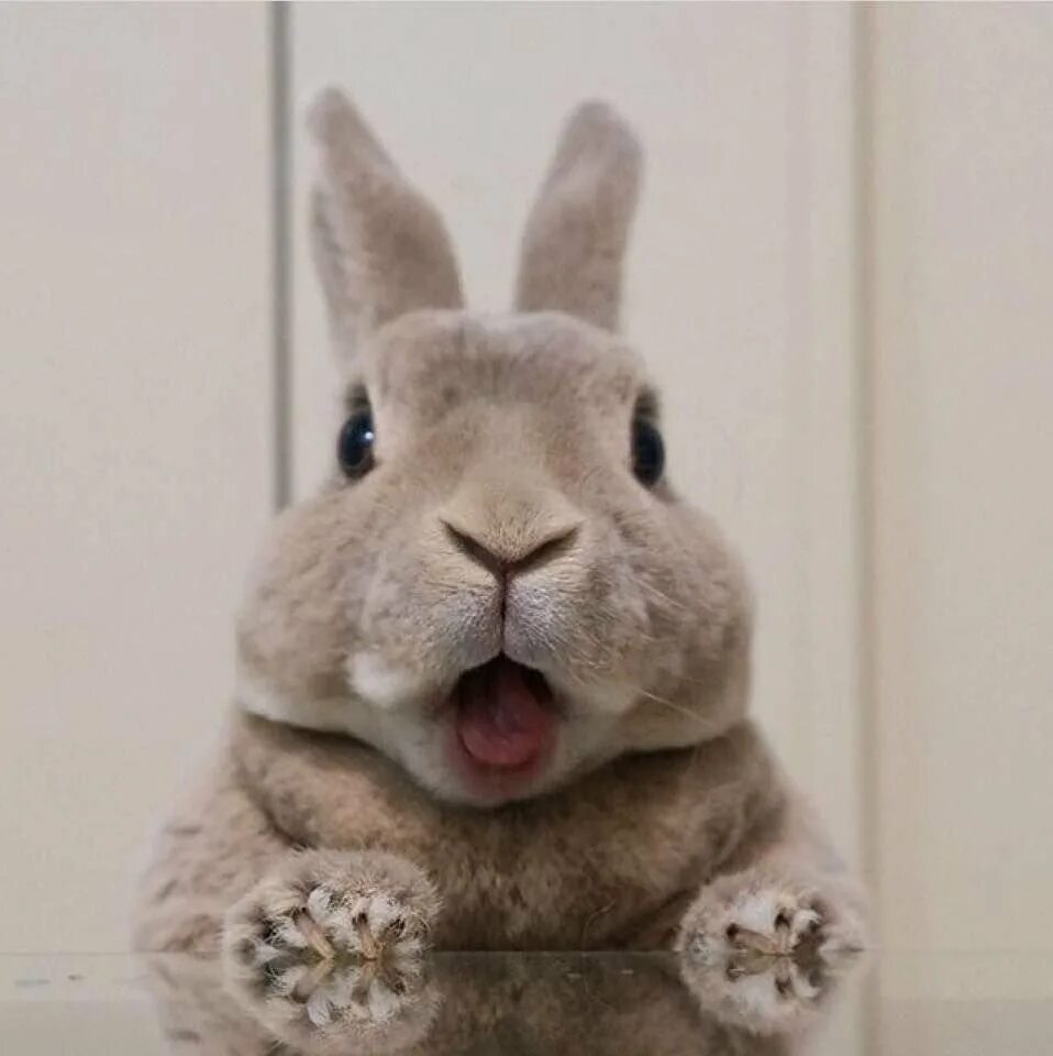 смешные кролики. зайка. крутой кролик. забавные кролики. милые кролики.