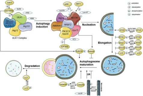 Autophagy And Aging