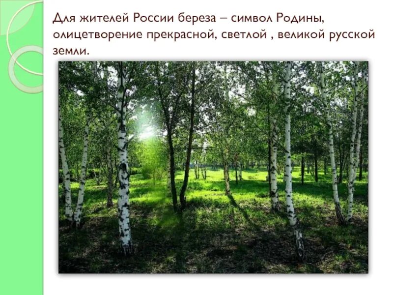 Береза символ России. Береза символ Родины. Береза символ. Береза символ Руси. День березы в россии в 2024 году