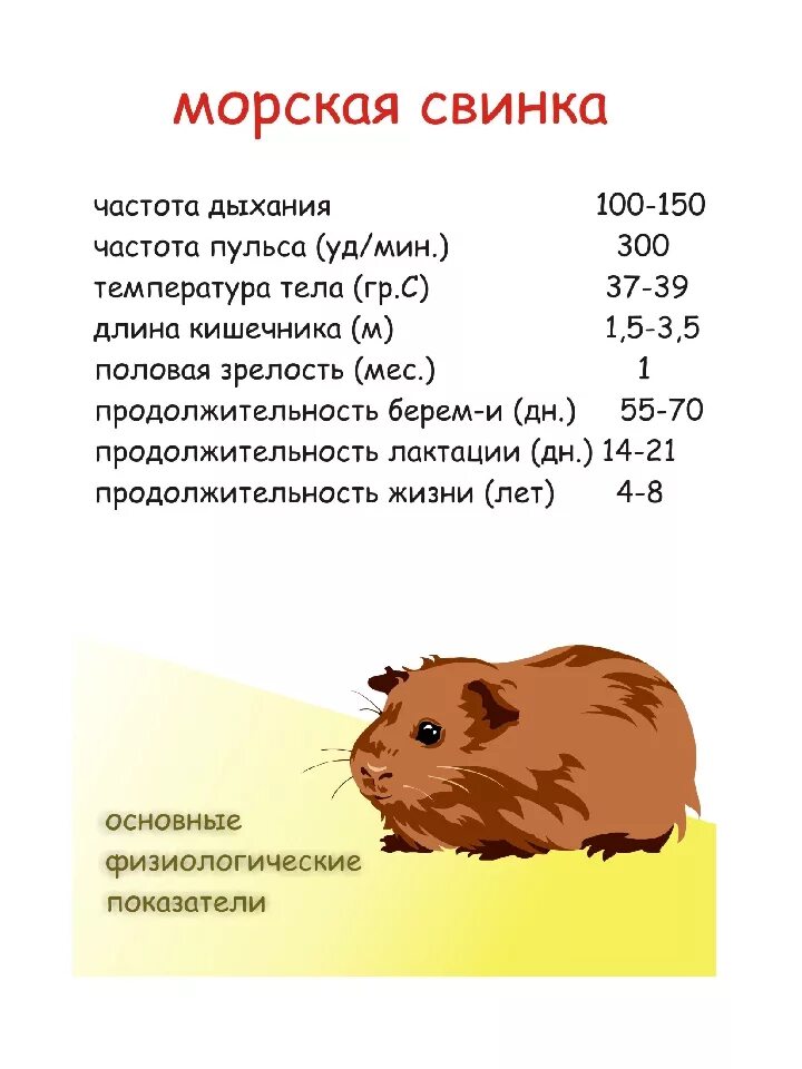 Вес морской свинки по месяцам таблица. Нормальный вес морской свинки в 1 год. Как определить Возраст морской свинки по весу. Как узнать сколько лет морской свинке.