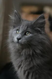 Кошка голубая пушистая