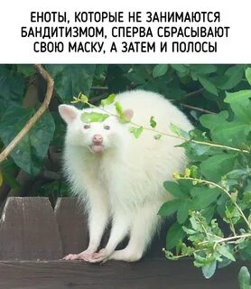 Правду животные