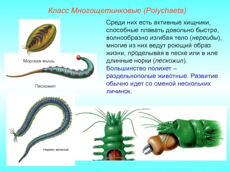 Тип симметрии кольчатые. Многощетинковые пескожил. кольчатые черви личинки. пескожил кольчатые черви. кольчатый червь многощетинковые черви.