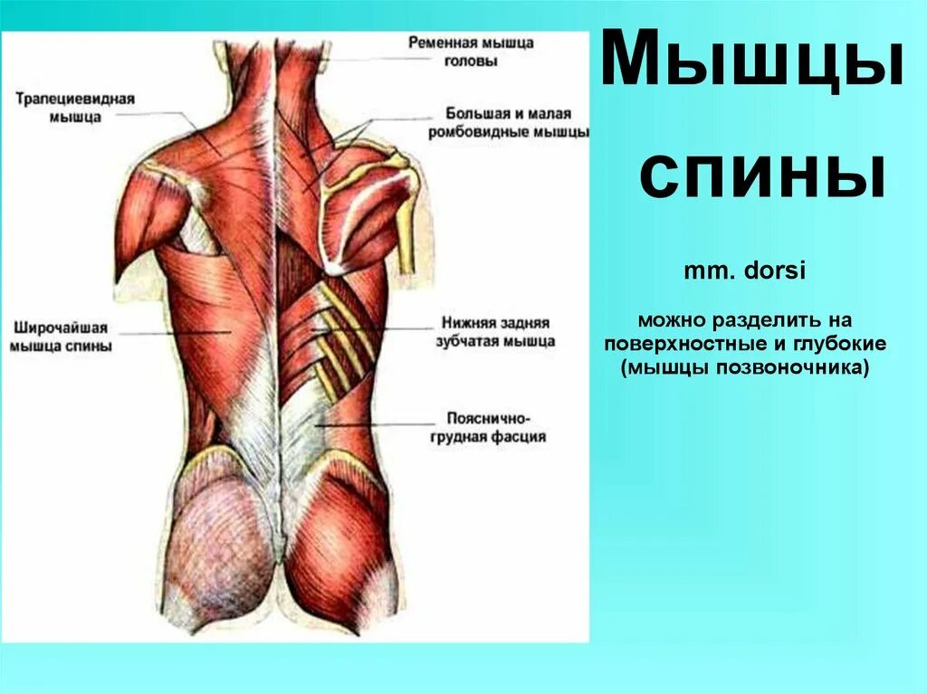 Глубокая поясница. Мышцы спины глубокие и поверхностные анатомия. Миология мышцы спины анатомия. Мышцы спины Синельников. Апоневроз широчайшей мышцы спины.