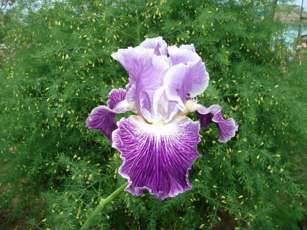 ирис устюжна. ирис германский блэк уотч. ирис блэк сьютед. ирис фиолетовый тонколистный. ирис innocent miss.