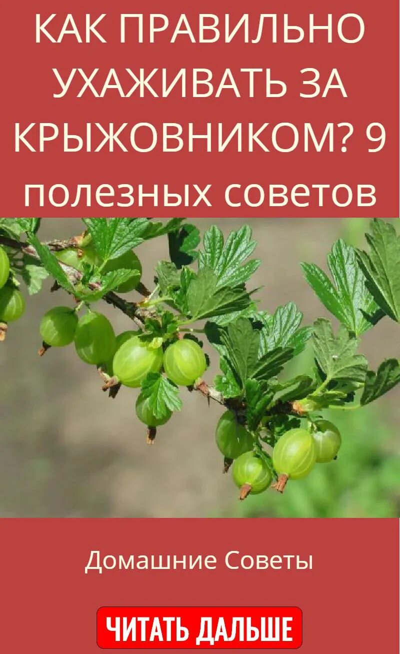 Как ухаживать за крыжовником. Крыжовник Уайт Смит. Крыжовник. Уход за крыжовником. Как выглядят ветки крыжовника лимонный.