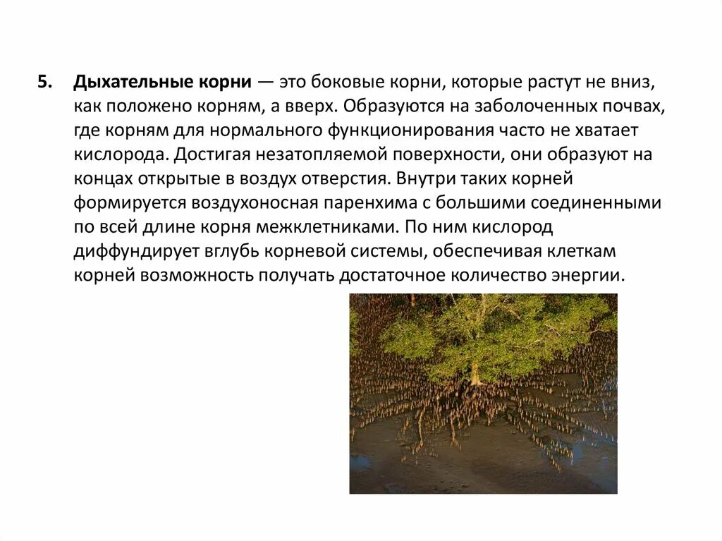 Как доказать что корни дышат кратко. Дыхательные корни. Дыхательные корни корни. Дыхательные корни кратко. Растения с дыхательными корнями.