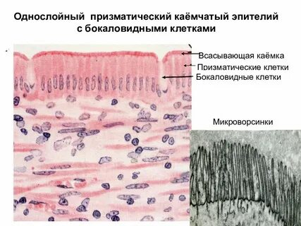 Цилиндрическая клетка