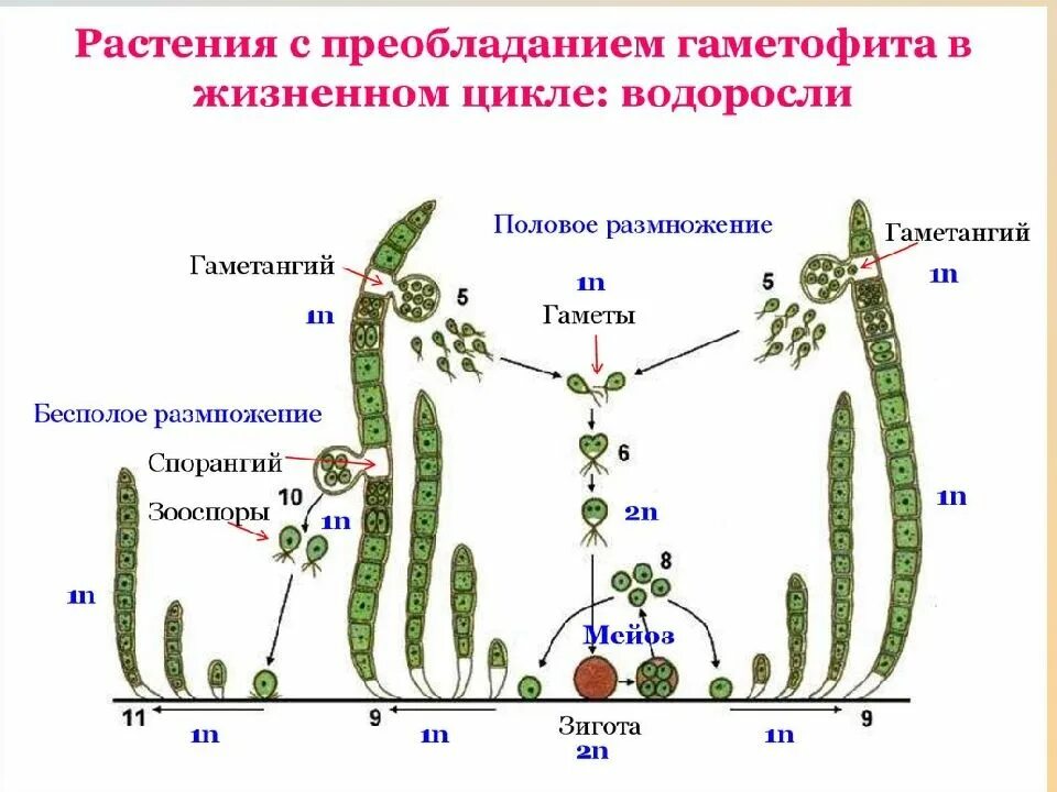 При делении жизненного цикла овощных растений. Жизненный цикл растений улотрикса. Цикл развития водорослей схема. Жизненный цикл улотрикса схема. Цикл водоросли улотрик.