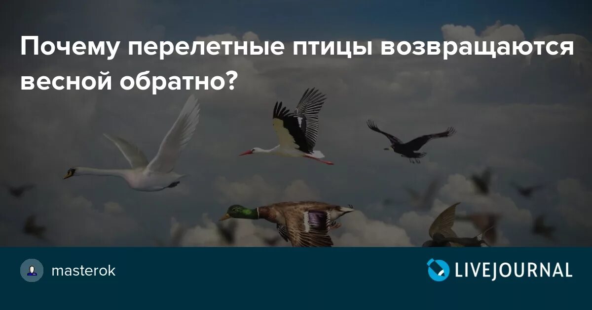 Почему перелетные птицы возвращаются. Птицы возвращаются весной. Почему перелетные птицы возвращаются весной в наши. Зачем птицы возвращаются с Юга обратно.