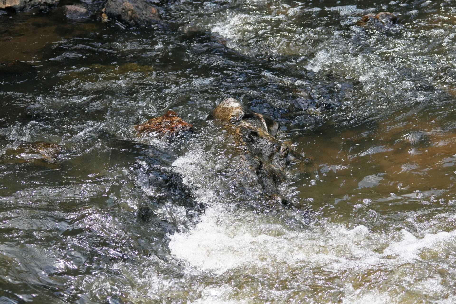 Изучая воды рек. Вода в реке движется. Кашинка вода. Речные струйки серебрятся. Река Брукс.