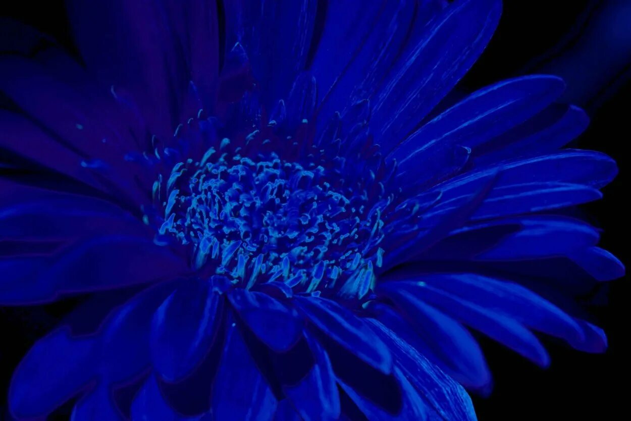 Синий раз. Синий цвет. Синие цветы. Красивый синий цвет. Темно синие цветы.