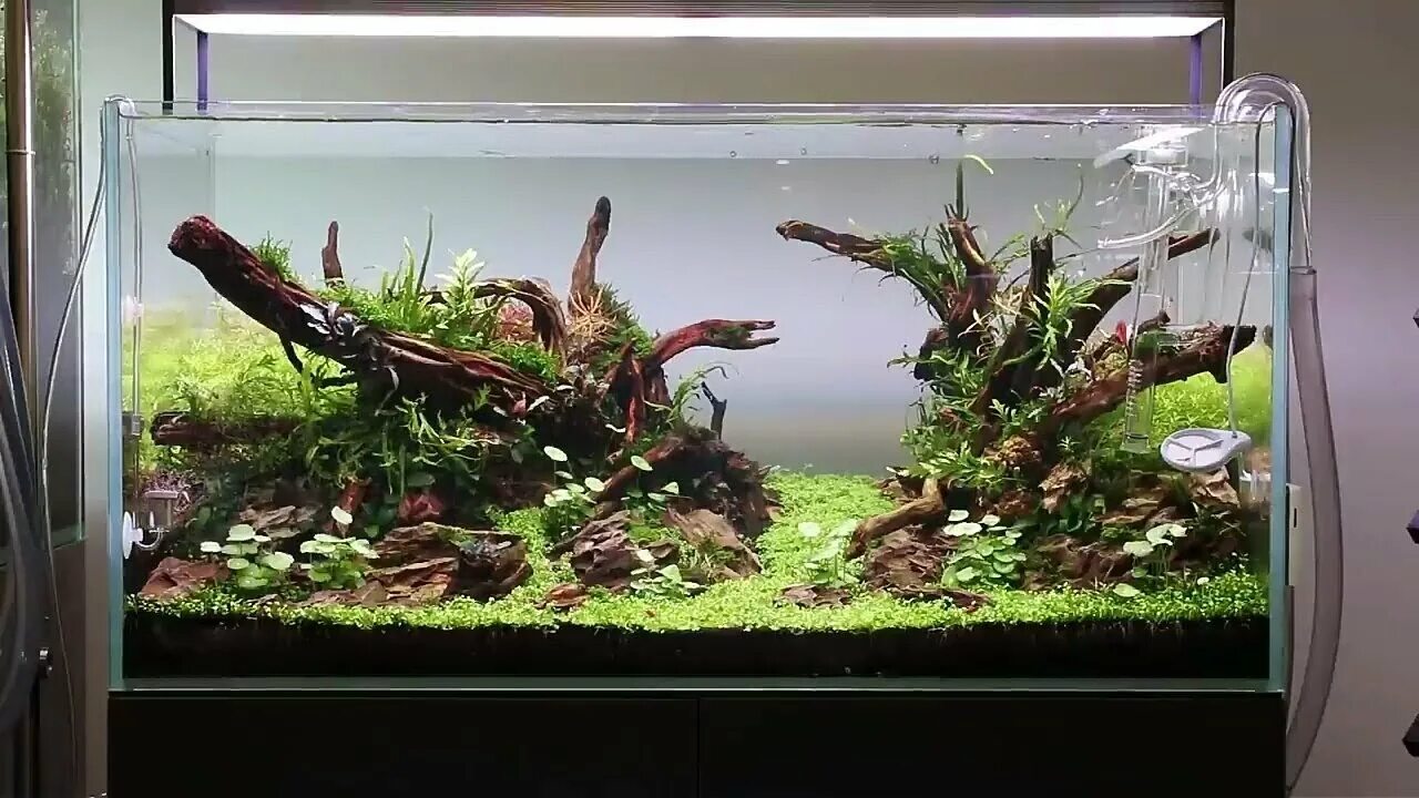 Запуск аквариума с растениями. Аквариум с нуля. Аквариум с растениями и рыбками. Эхинодорус квадрикостатус. Старт для аквариума.