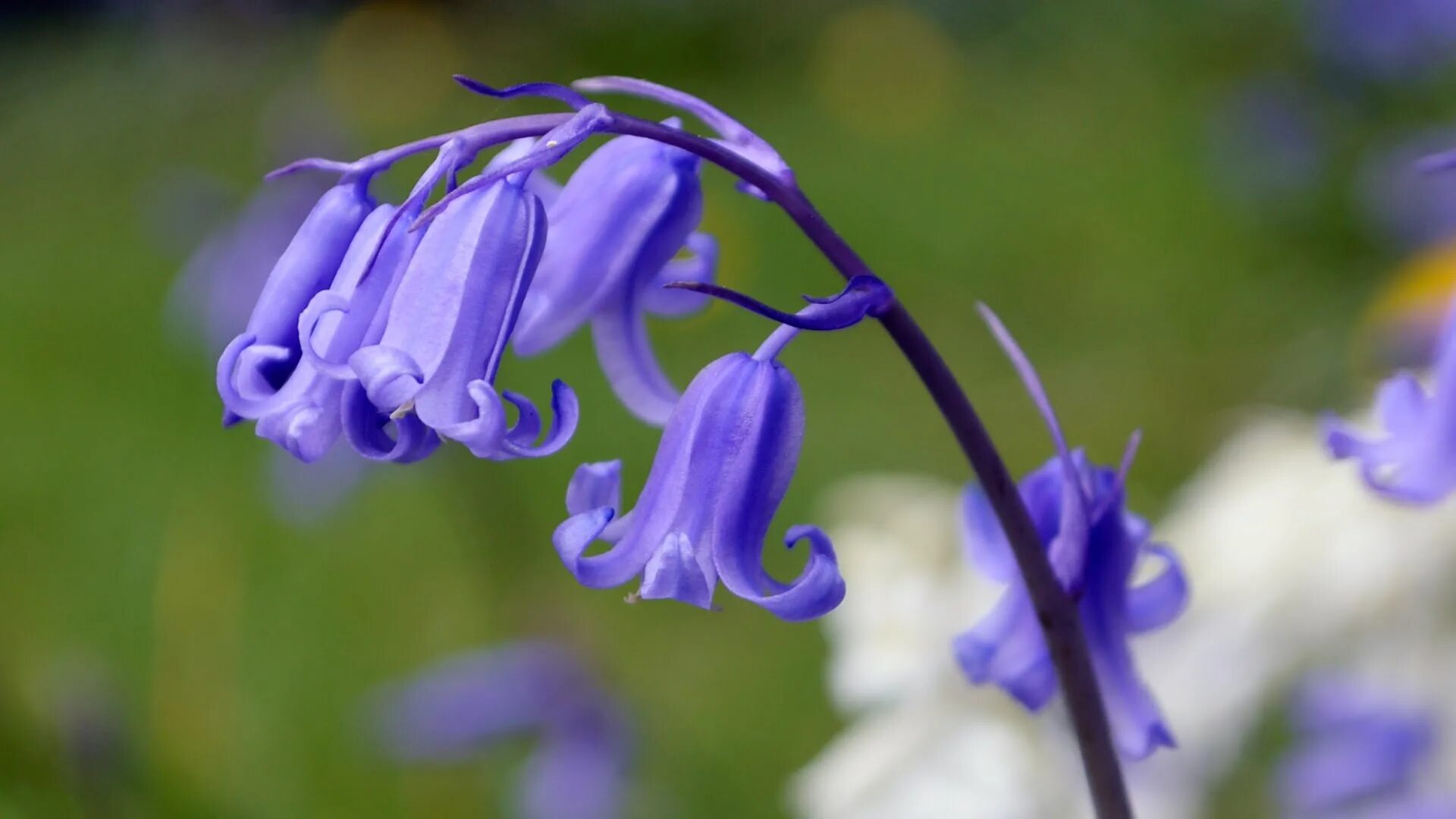 Bluebells. Kinclave Bluebell. Цветок "колокольчик". Колокольчик синий.