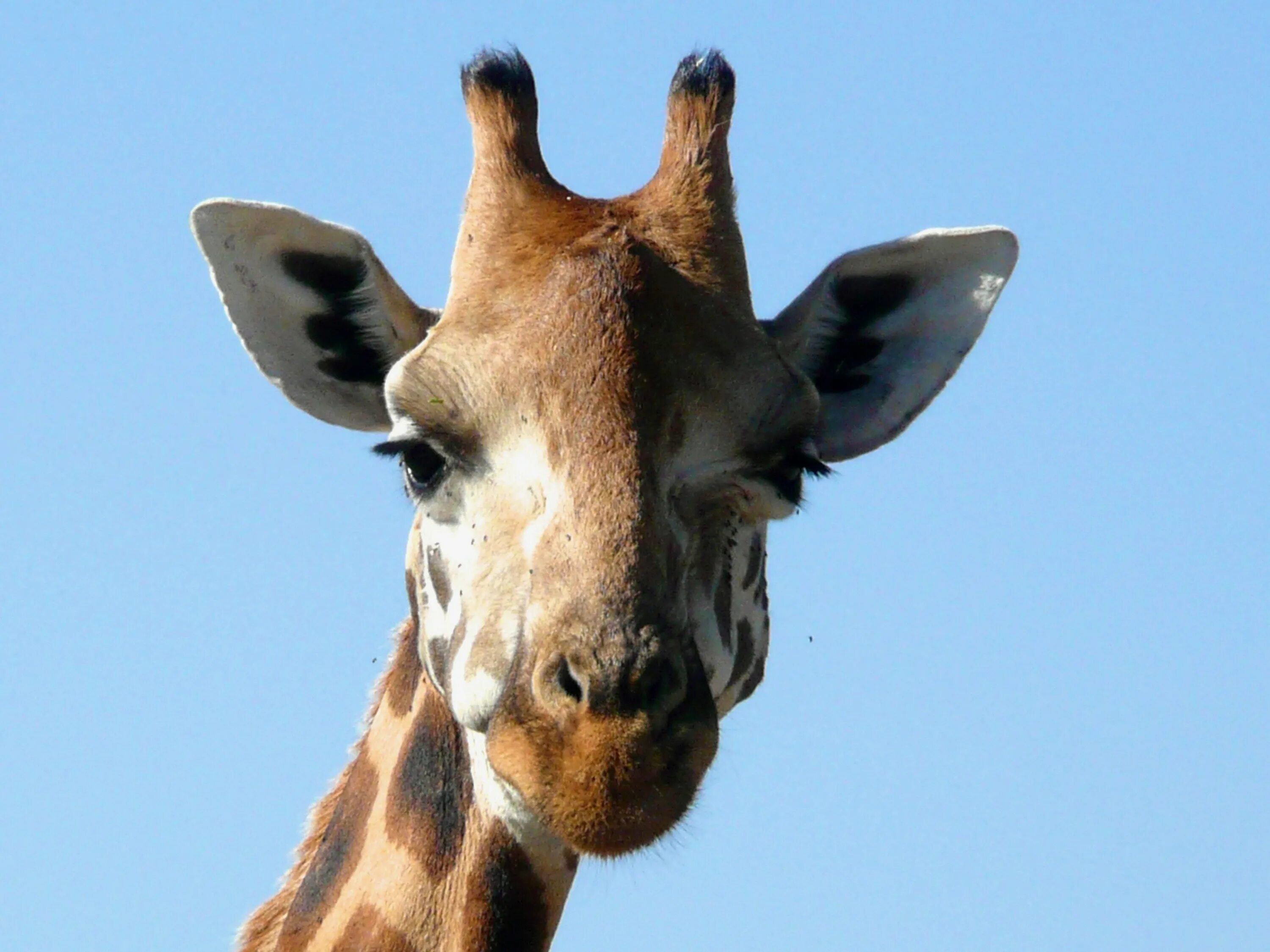 Жирафов твердые звуки. Жираф оссиконы. Жираф Ротшильда. Жираф Ротшильда 5 рожек. Голова жирафа.