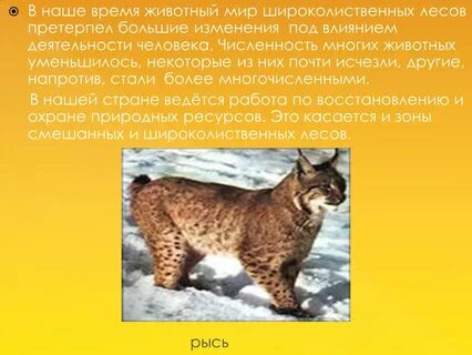Рысь численность