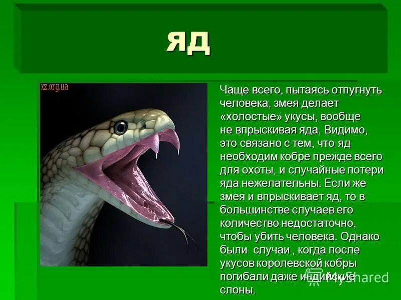 Сообщение про змею. Рассказ про змею кобру. Змеи презентация. Презентация про змей. Презентация на тему змеи.