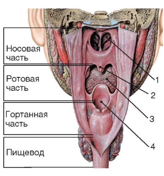 Строение глотки и гортани анатомия. Носоглотка глоточный карман анатомия. Анатомия ротовой полости глотки. Полость глотка человека анатомия. Глотка какие железы