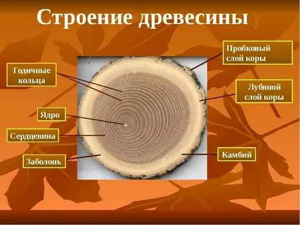 Экономический срез