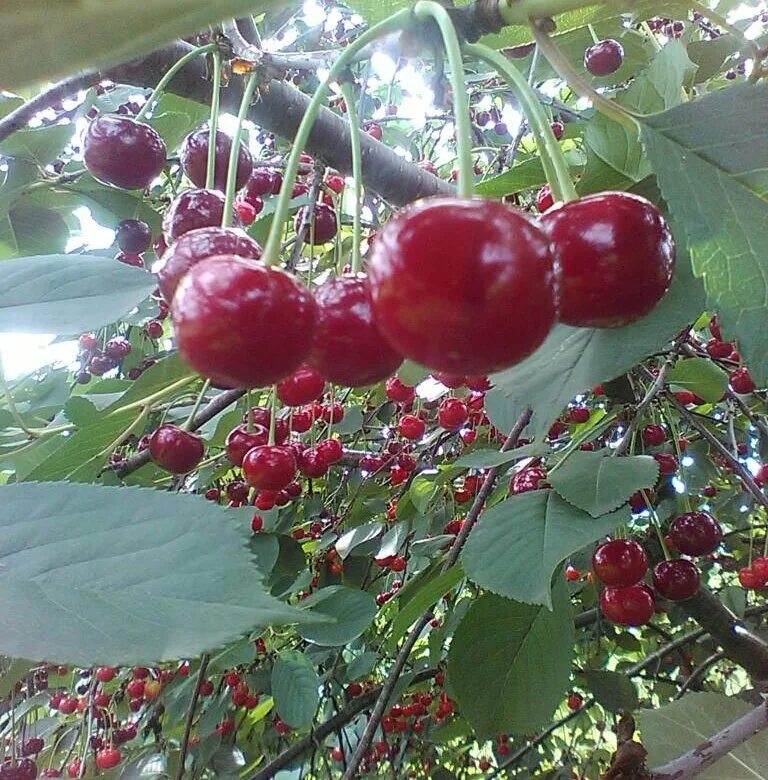 Сорт вишни Шпанка. Черевишня (Дюк) Шпанка. Вишня сорт Шпанка Донецкая. Шпанка ягода.