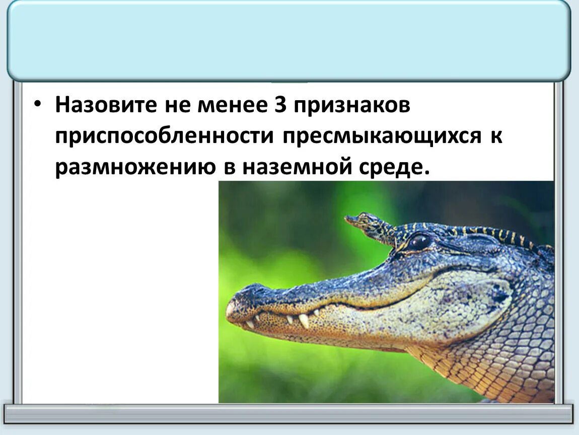 Вид оплодотворения у пресмыкающихся