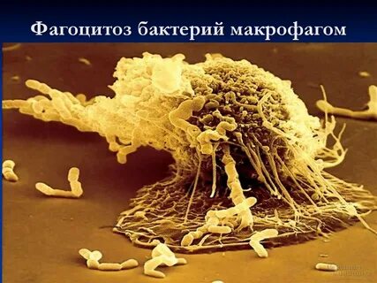 Макрофаги бактерия