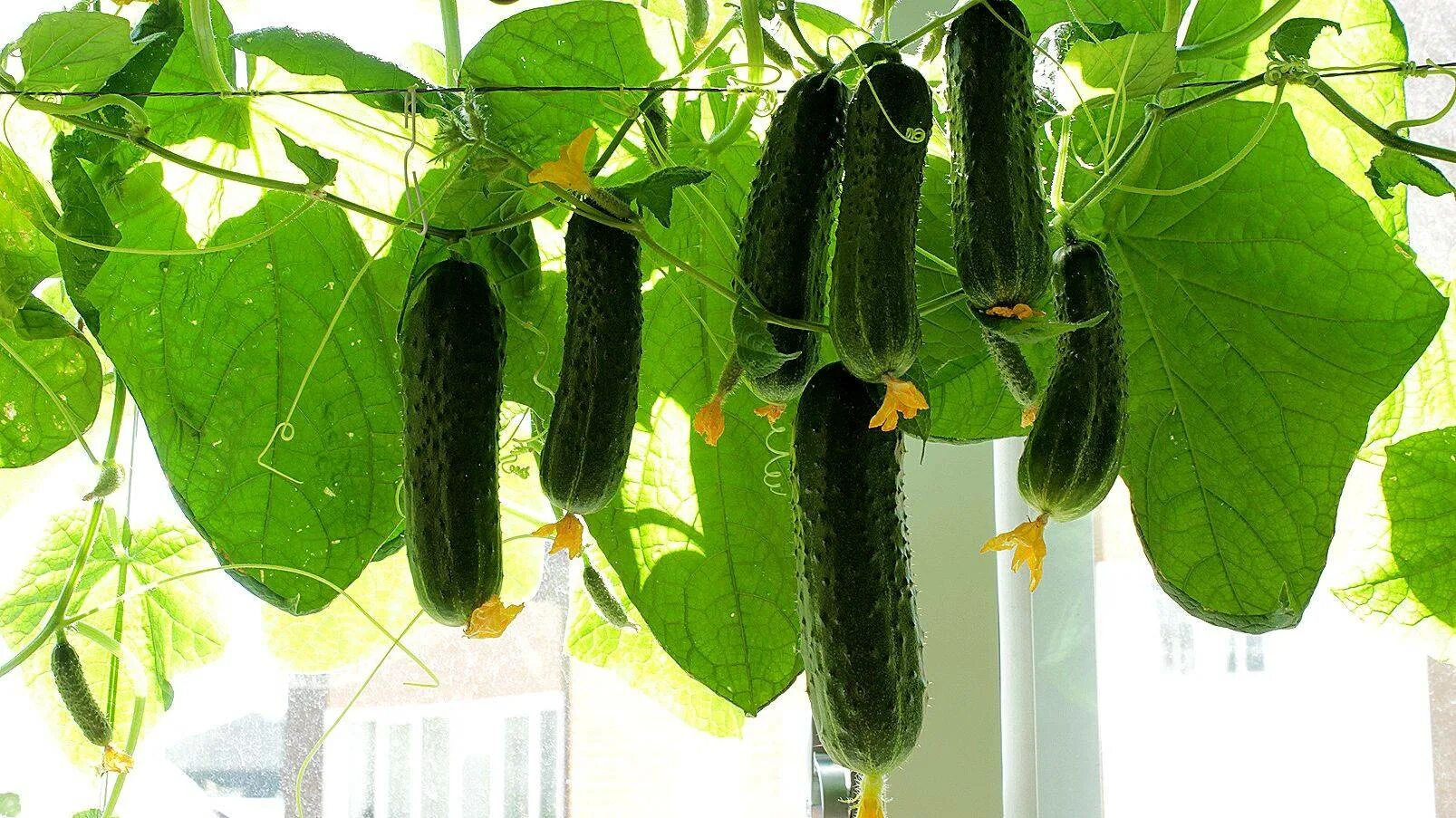 Домашнее выращивание огурцов. Домашнее выращивание огурцов. Огурчики на подоконнике. Ампельные огурцы. Огурцы на балконе.