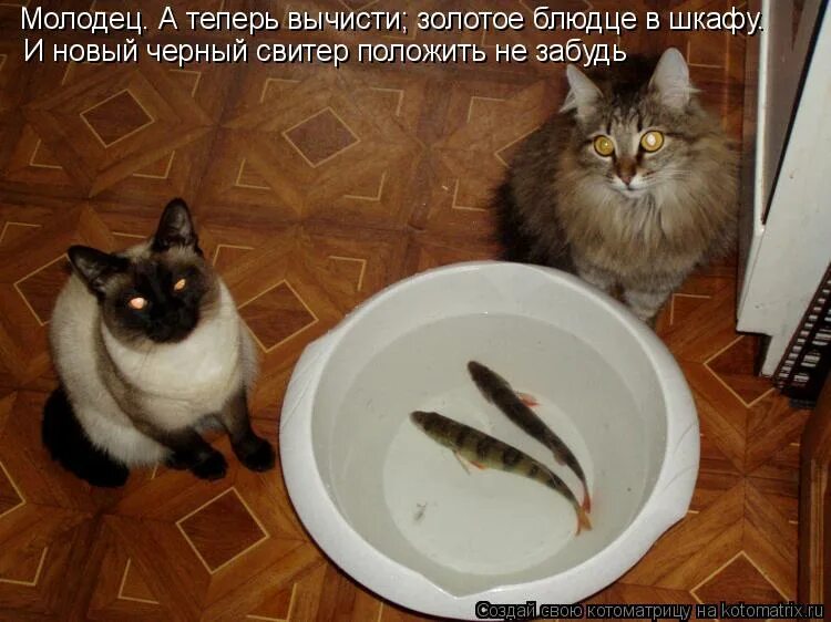 Не жалко не жалко летит