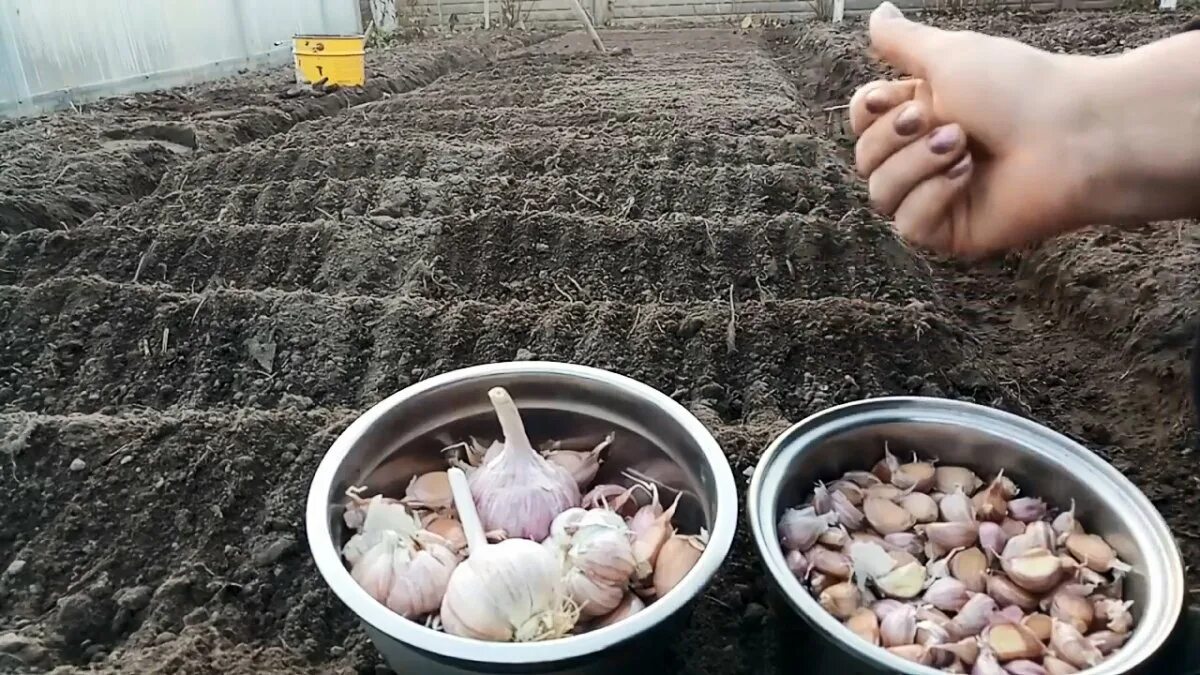 Сажают ли озимый чеснок весной. Подготовка чеснока к посадке. Посадка озимого чеснока в октябре. Фермерское хозяйство по выращиванию чеснока. Чеснок под землей.