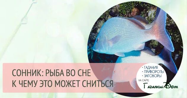 К чему снится во сне свежая рыба. Снится рыба. К чему снится Живая рыба. Увидеть во сне рыбу. Видеть во сне живую рыбу.