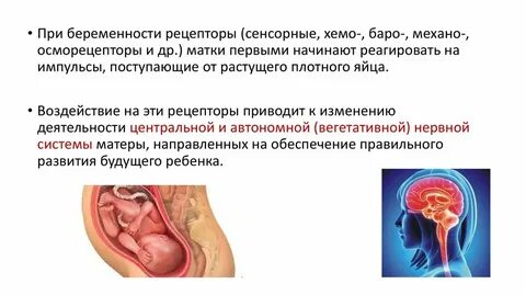 Матка на первых неделях беременности