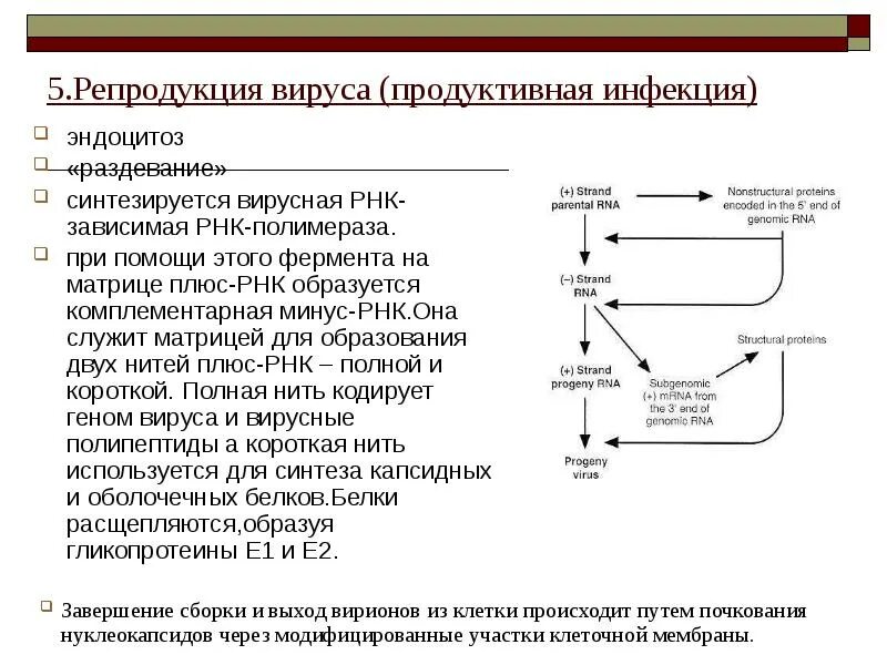 Структура ДНК зависимой РНК полимеразы. РНК-зависимой РНК-полимеразы. Полимераза вируса. РНК полимераза у вирусов.