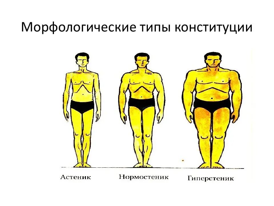 Определение типа телосложения. Типы телосложения пикник астеник атлетик. астеник нормостеник пикник. гиперстеник эндоморф. типы фигур астеник нормостеник гиперстеник.