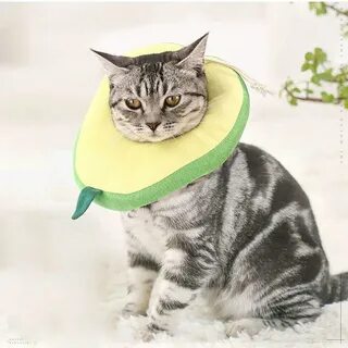 Как называется для кошек на шею